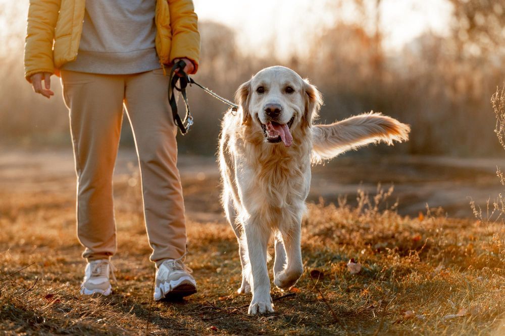 Golden Retriever on a leash, walking with owner in the forest