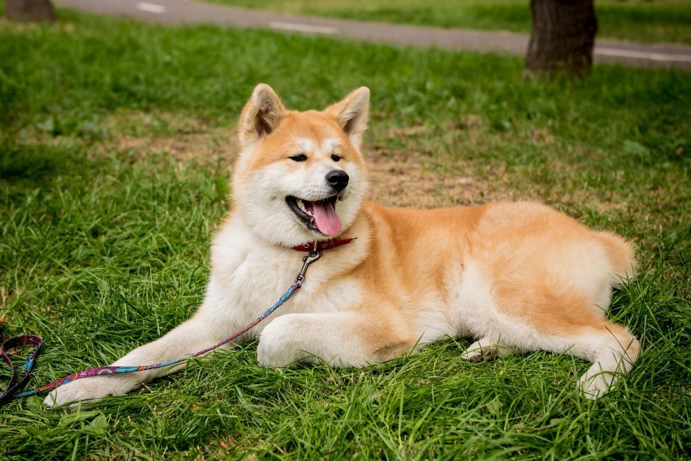 Akita Inu are majestic, loyal and brave dogs - just like Hachiko - article illustration from category dog-breeds
