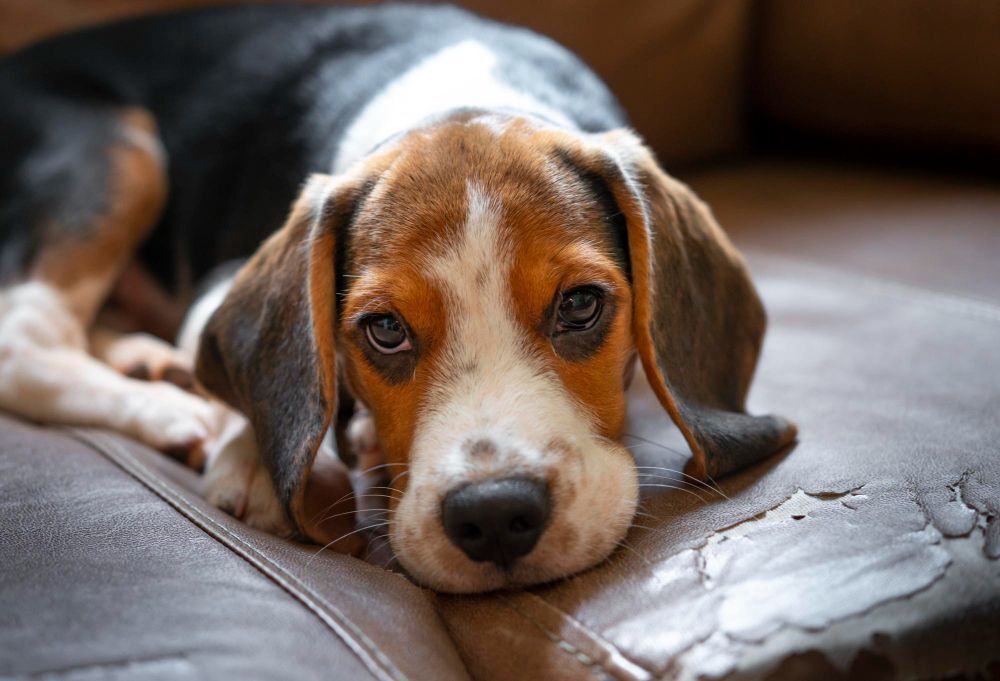 A young Beagle lying on a couch, looking lovingly straight ahead