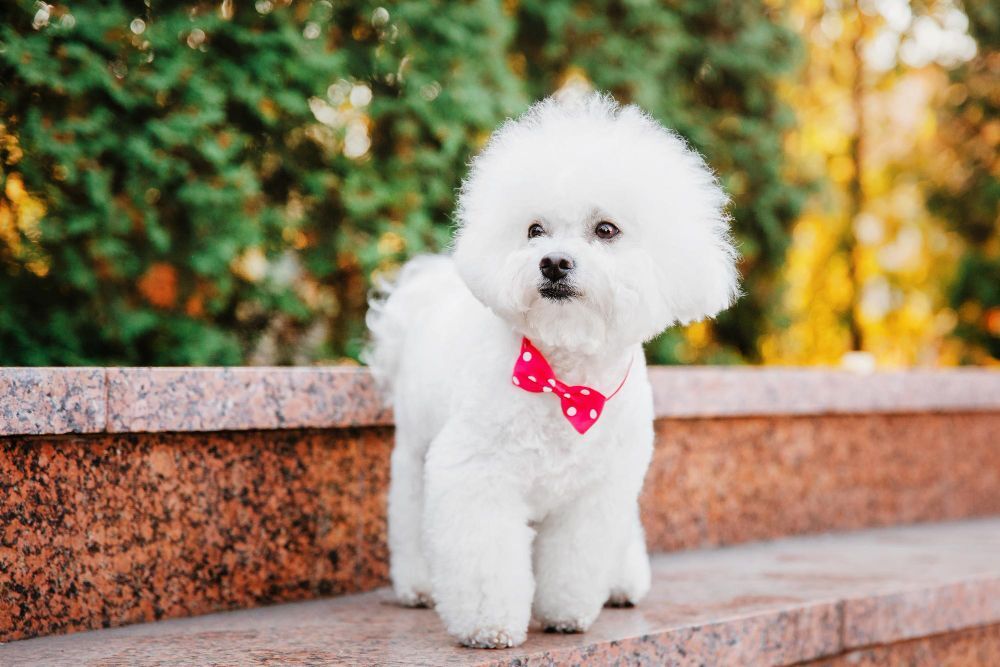 Bichon Frise standing on the stairs with a red bow with white dots around his neck