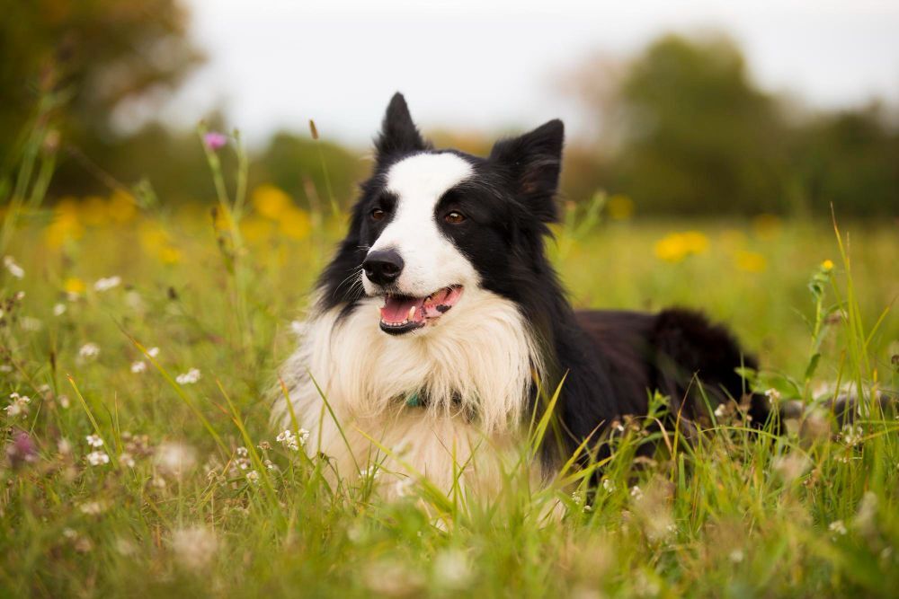 Border Collie lying in a meadow looking straight ahead