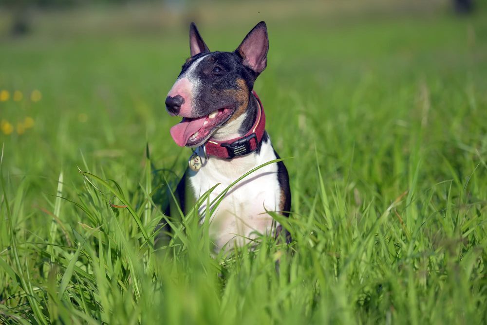 Happy Bull Terrier sitting in tall grass