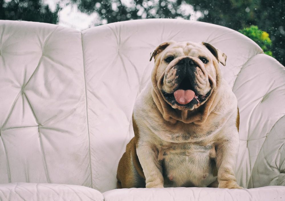English bulldog sitting on the couch, looking straight ahead with a smile