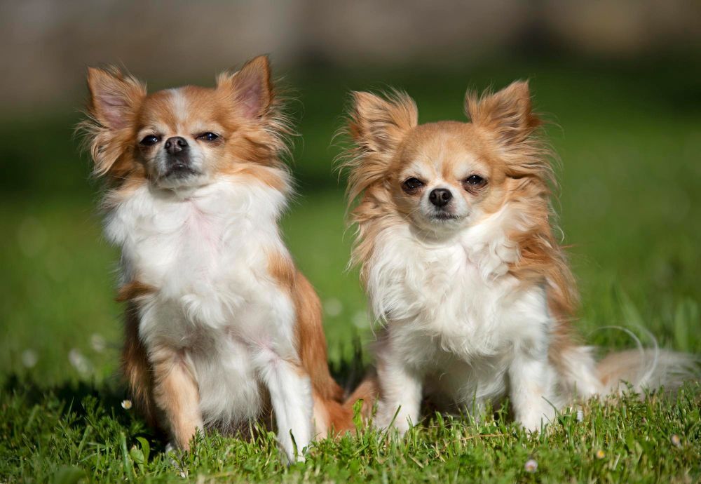 Two Chihuahuas sitting in front of a meadow
