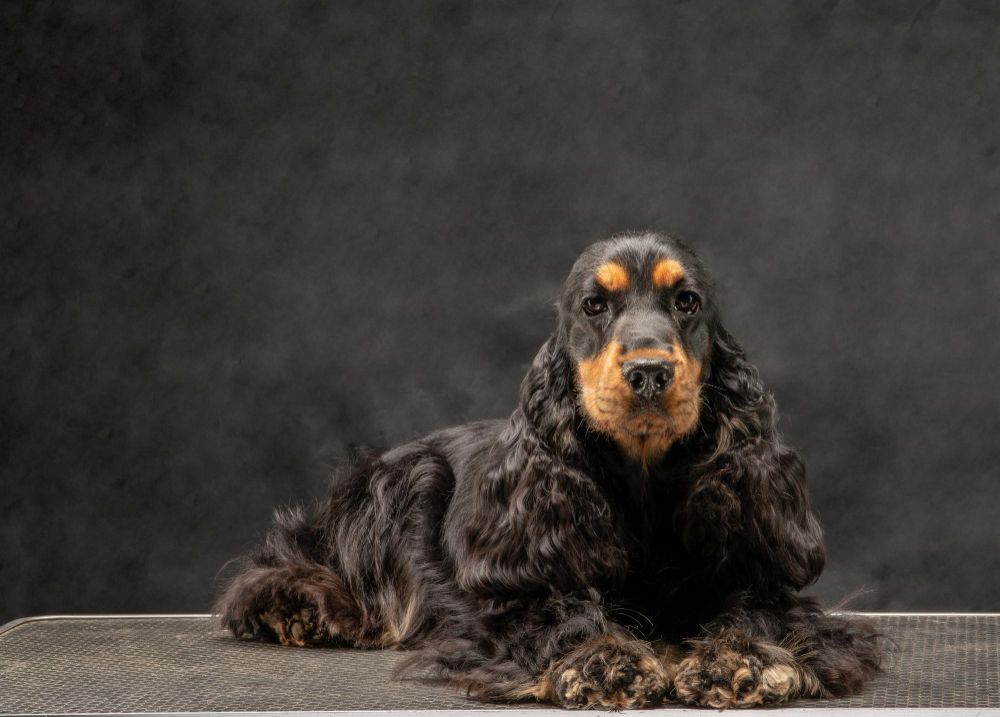 Cocker Spaniel lying on a platform looking straight ahead against a black background