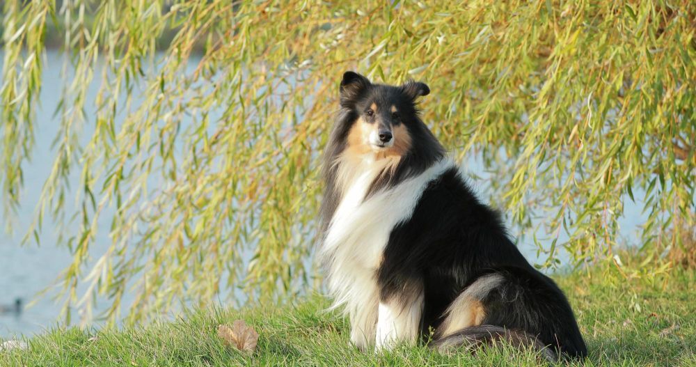 Collie: a true star with beautiful and long fur - article illustration from category dog-breeds
