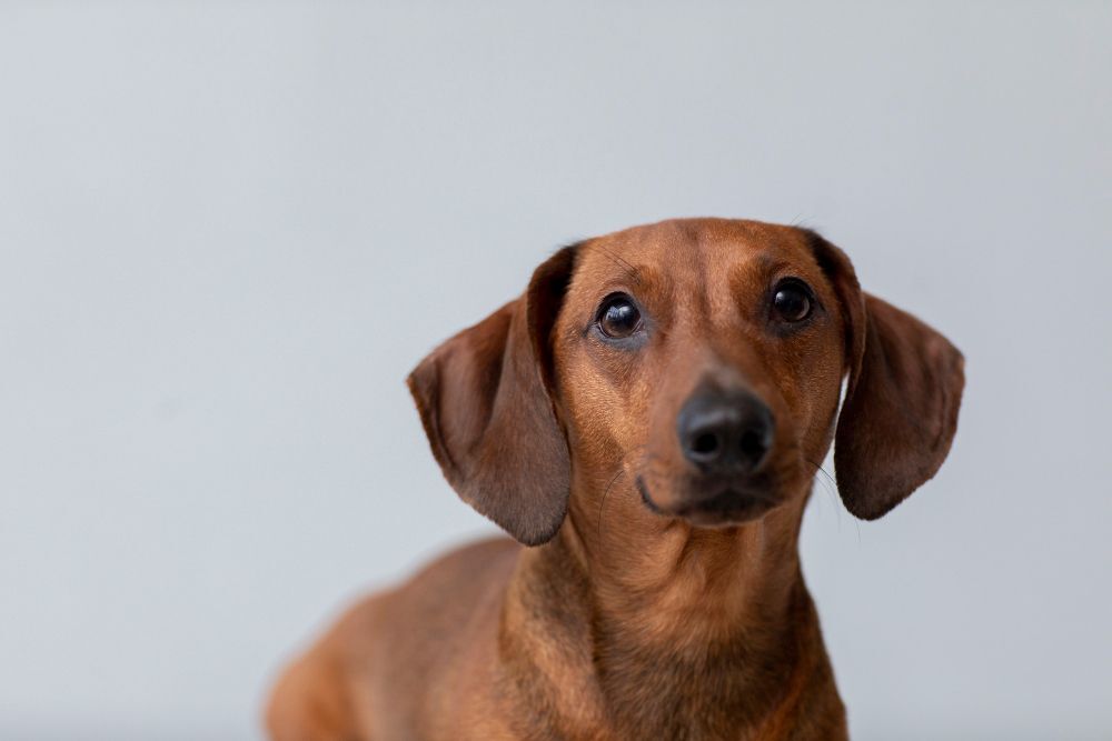 Dachshund looking straight ahead on white background