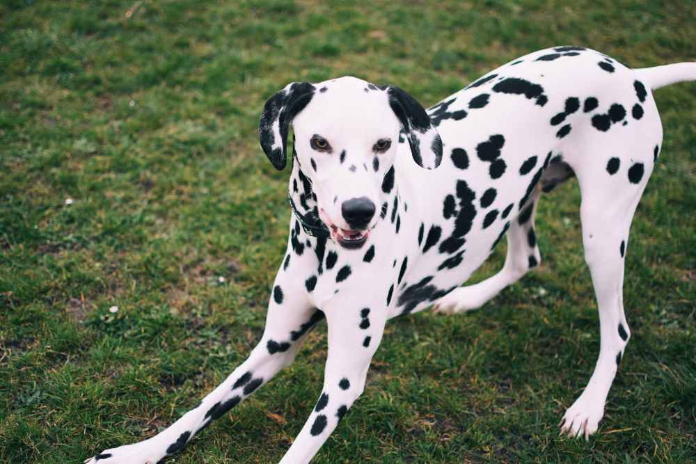 Dalmatian: an energetic, intelligent dog that you can recognize by its spots - article illustration from category dog-breeds