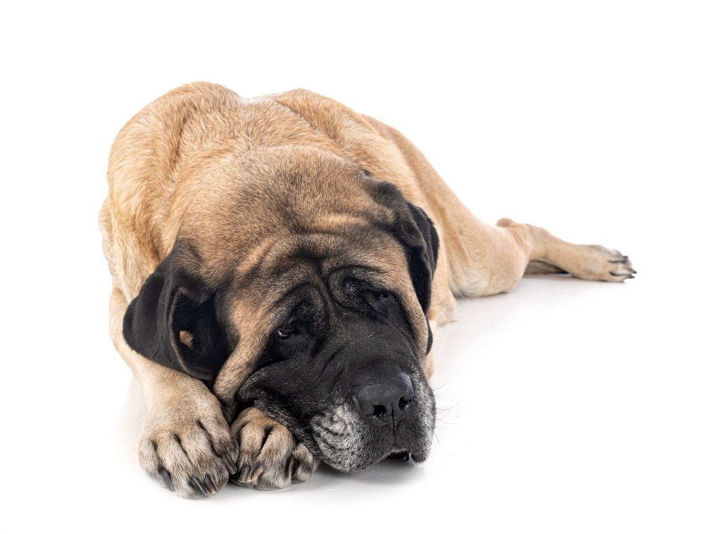 English Mastiff lying down with head on paws, on white background