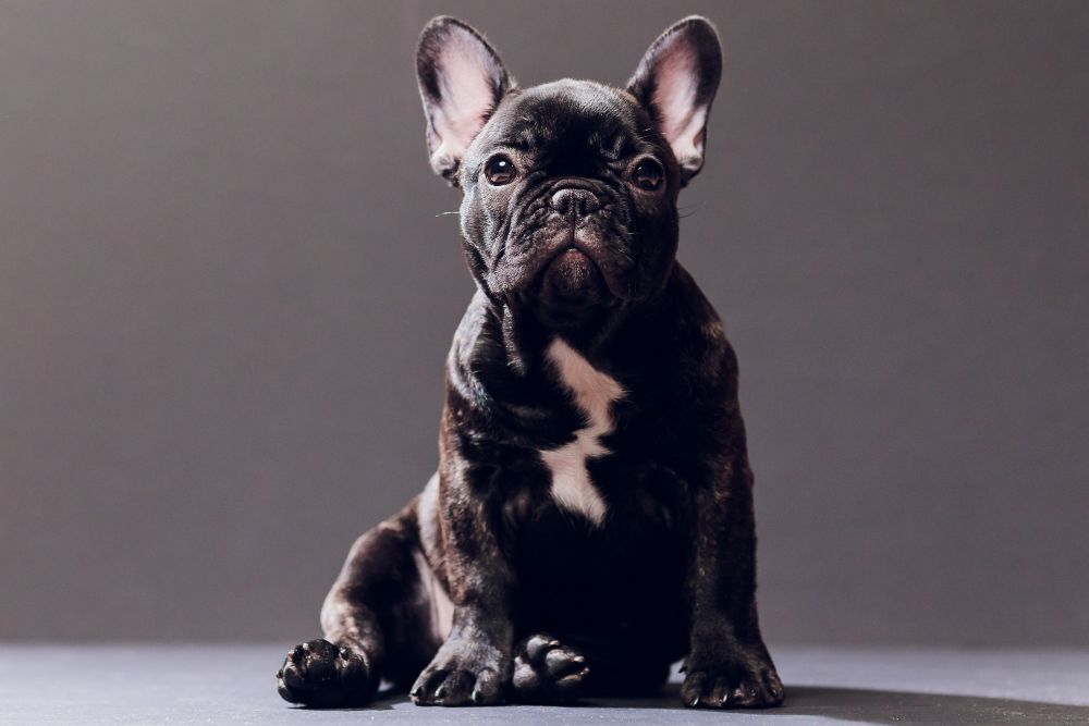 French Bulldog sitting, looking straight ahead, against a grey background