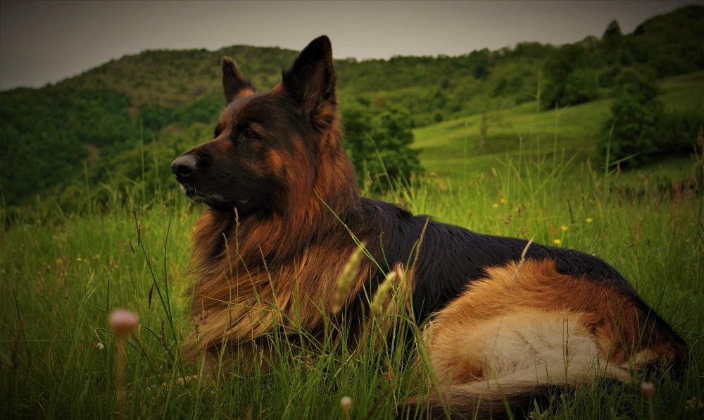 A German Shepherd lying in a mountain meadow, looking ahead with a bold gaze
