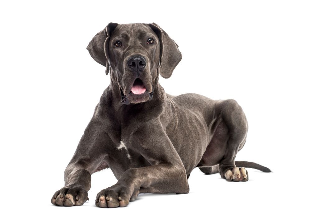 Lying grey Great Dane on white background