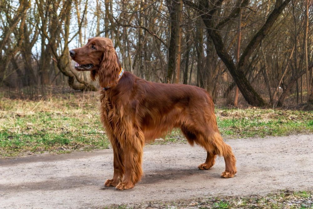 Irish Setter walking along a forest path