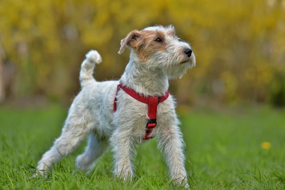 Jack Russell Terrier in a red harness on a walk in the park