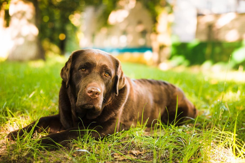 Labrador Retriever lying in a meadow in front of a block of flats, looking straight ahead with a gentle gaze