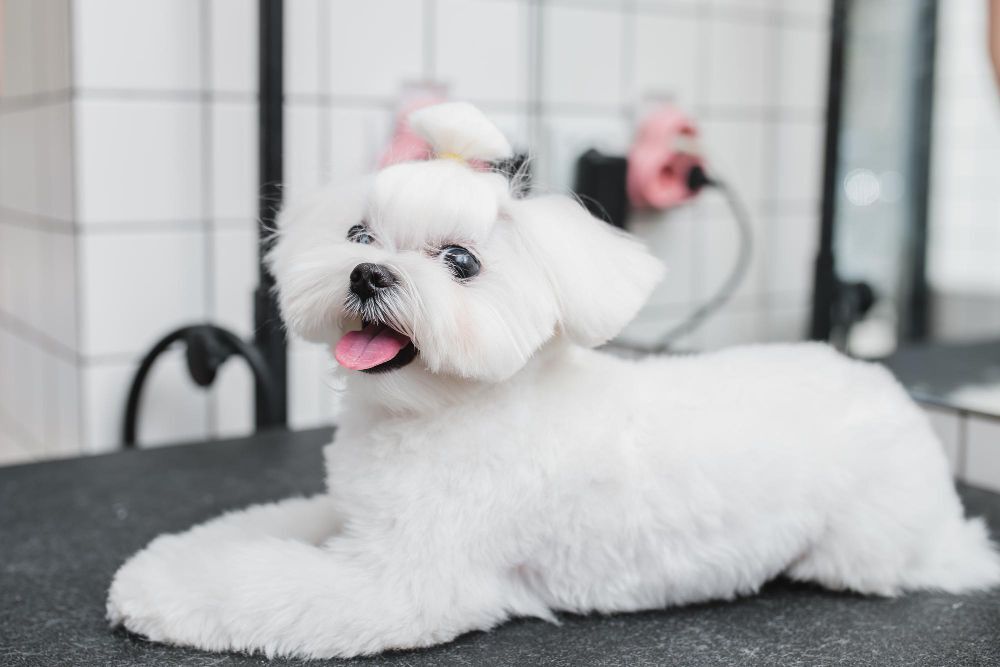 Maltese lying on a platform in a beauty salon