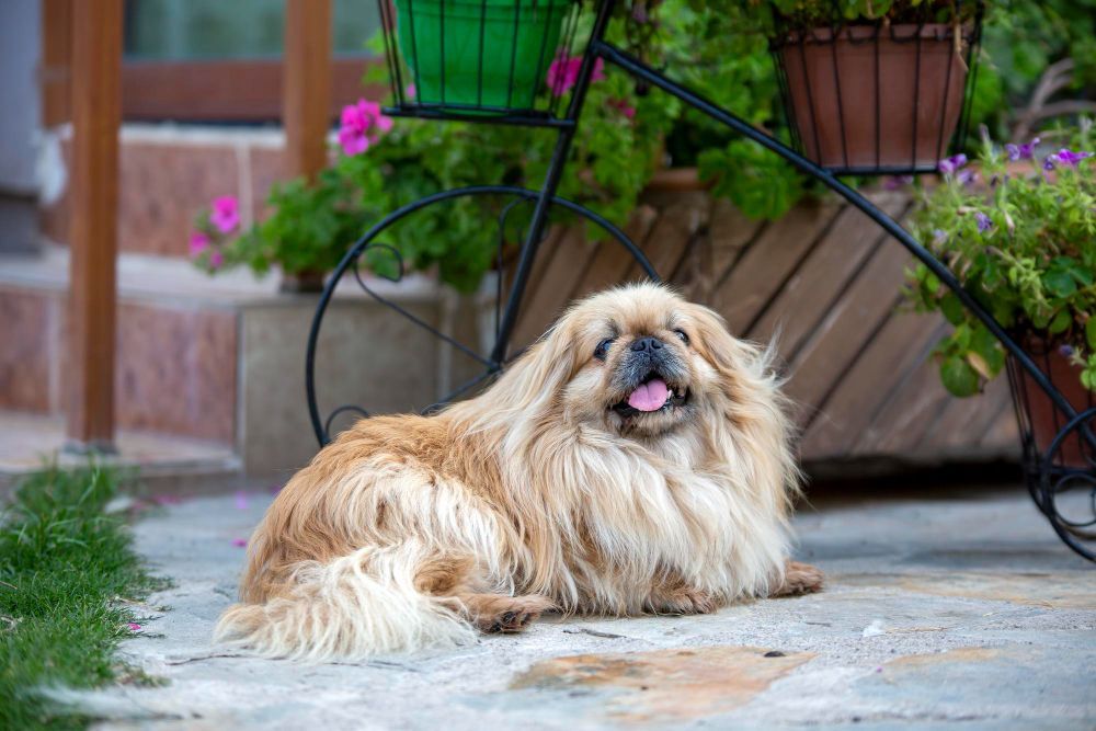 Pekingese lying on the sidewalk in a flower-filled garden