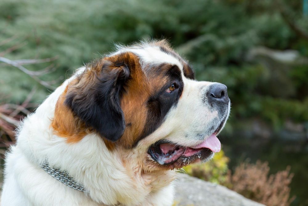 Saint Bernard: A large and gentle rescue dog, known for working in the mountains - article illustration from category dog-breeds