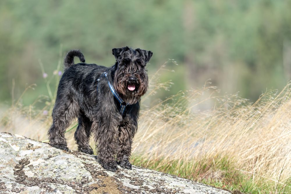 A schnauzer standing on a leaning tree in the tall grass
