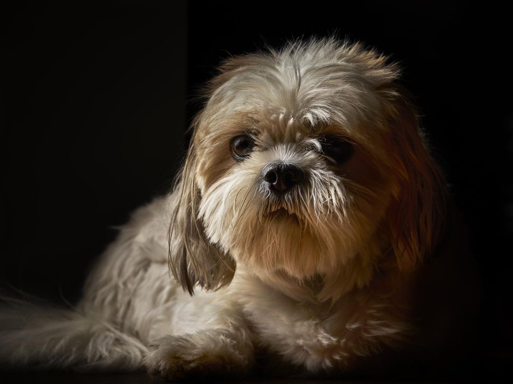 Lying Shih Tzu on a black background