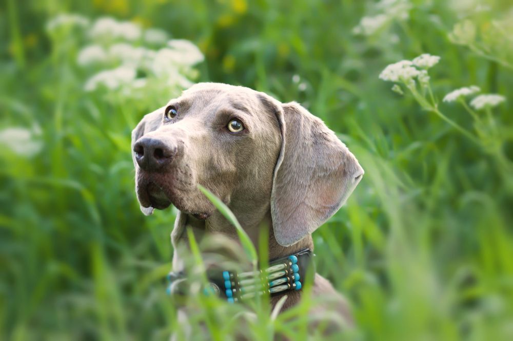 A Weimaraner's head peeking out from the tall grass in a meadow