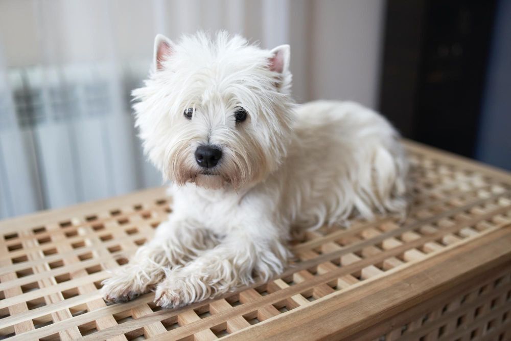 West highland white terrier lying on a platform in the room