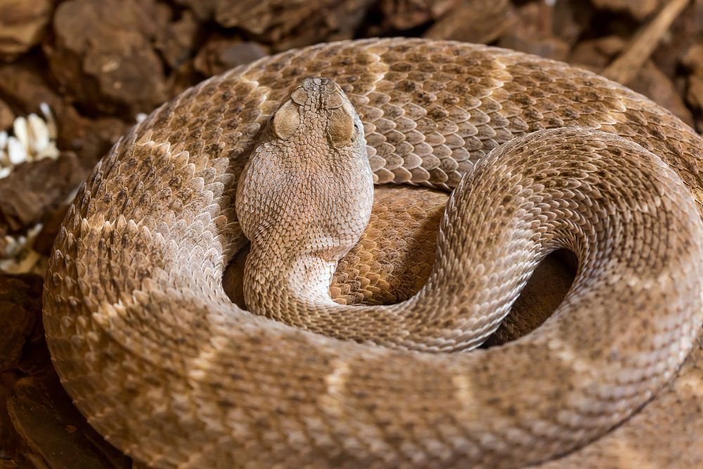 Adder awareness. How to help your dog? - article illustration from category health