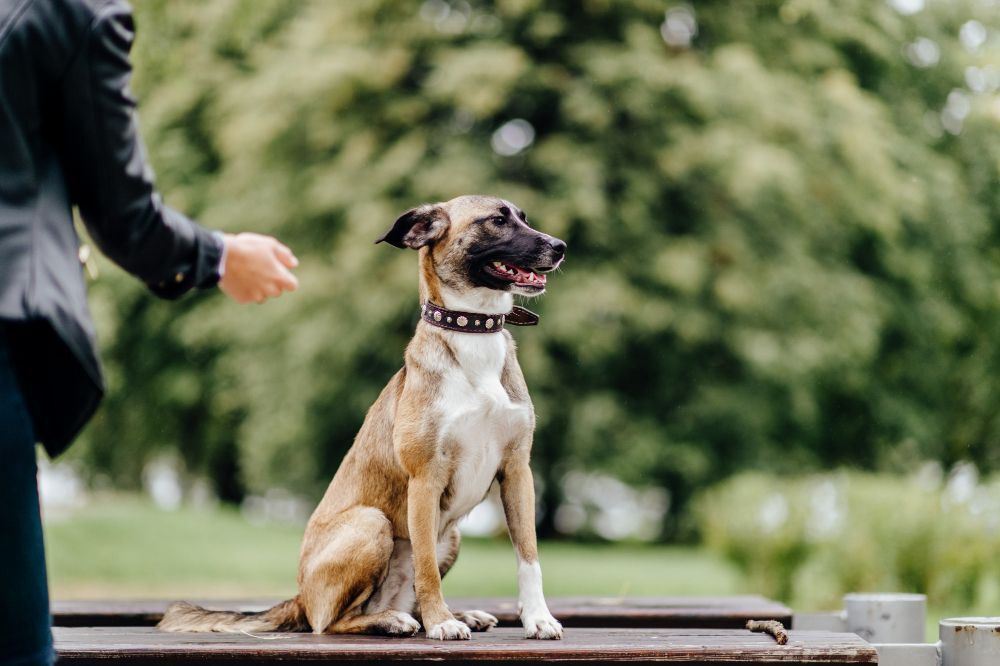 Dog training, dog waiting for a command