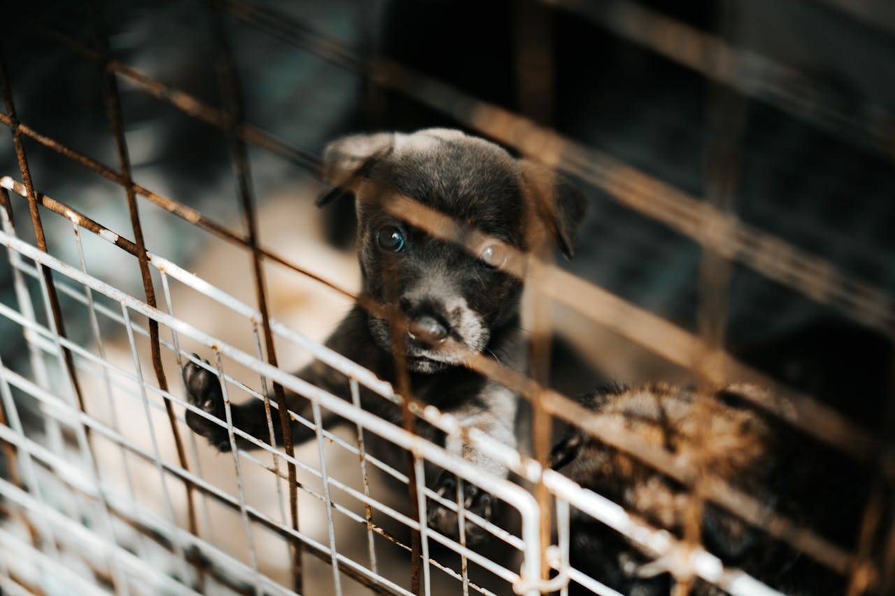 Puppy mill - puppy in a cage